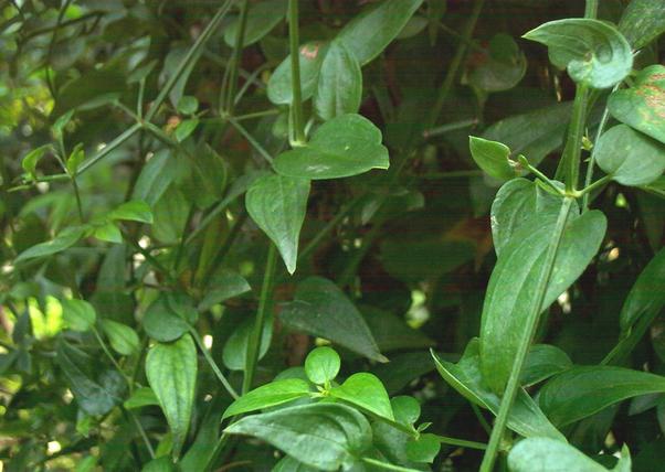 Rubia cordifolia seeds 